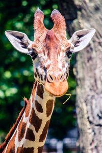 Close-up of giraffe