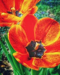 Close-up of red flower