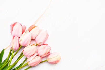 Close-up of pink tulips against white background