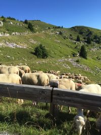 View of sheep on field against sky