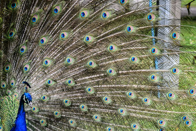 Close-up of peacock