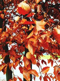 Close-up of maple leaves on tree