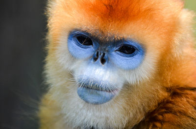Close-up portrait of golden snub-nosed monkey