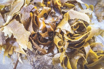 Full frame shot of yellow pattern