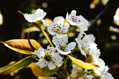 Close-up of white flowering plant
