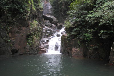 Scenic view of waterfall in forest