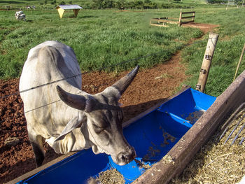 High angle view of horse on field