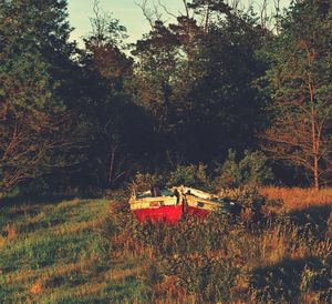 View of trees in forest