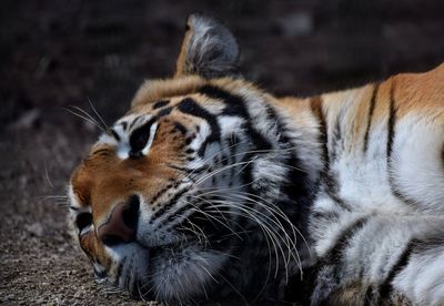 Close-up of tiger relaxing outdoors