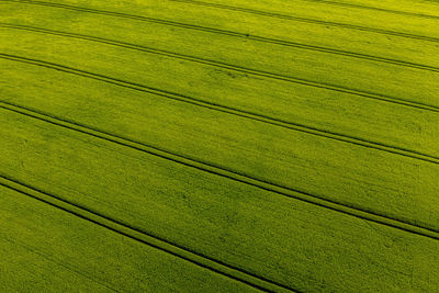 Green agricultural field from above vith stripes, abstract natural pattern