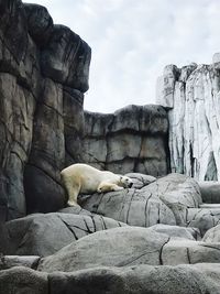 View of an animal against rock formation