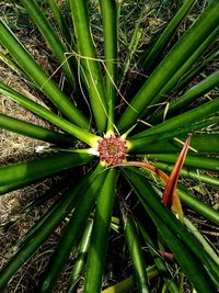 Full frame shot of plant