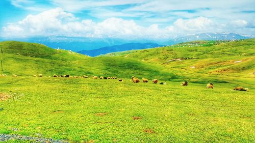 Scenic view of grassy field against cloudy sky
