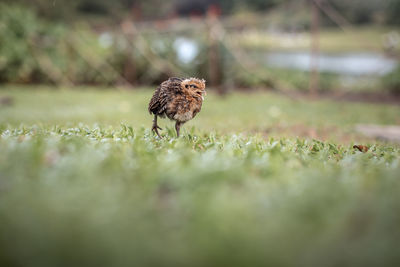 Bird perching on a field