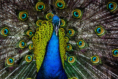 Full frame shot of peacock