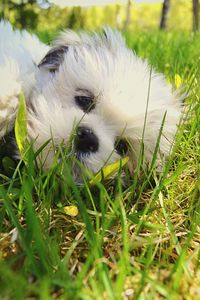 Close-up of grassy field