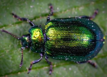 Close-up of insect