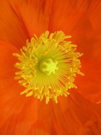 Full frame shot of yellow flower