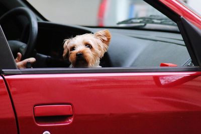 Cute dog looking through window in car