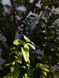 Close-up of green leaves on plant
