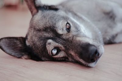 Portrait of dog resting on hardwood floor at home