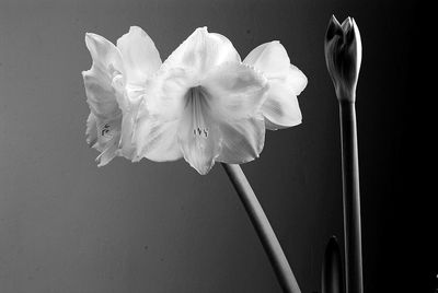 Close-up of white flowers