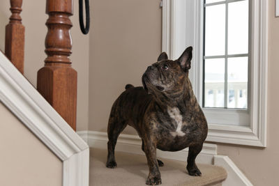 An adorable chocolate brown french bulldog waits expectantly for its owner to go for a walk