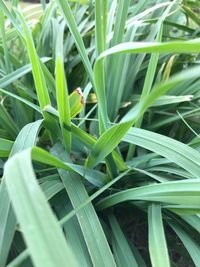 Close-up of insect on plant