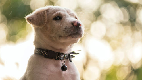 Close-up of dog looking away