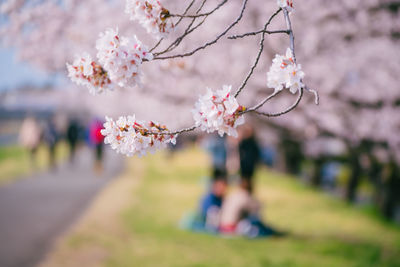 Cherry blossoms