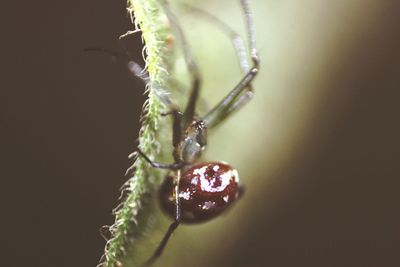 Close-up of spider