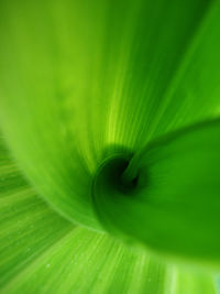 Macro shot of flower