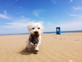 Dog on beach