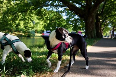 View of two dogs on grassland