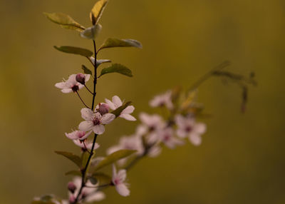 Close-up of flowers against blurred background