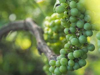 Close-up of grapes growing in vineyard