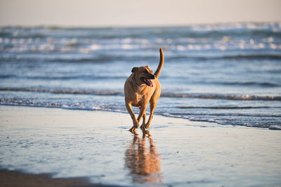 Dog on beach