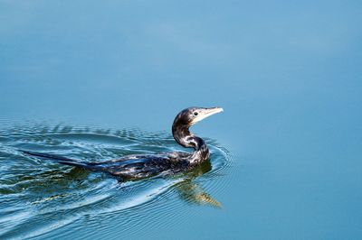 High angle view of duck swimming in sea