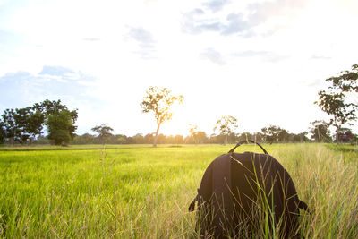 Scenic view of agricultural field against sky