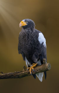 Close-up of eagle perching on branch