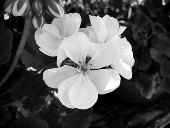 Close-up of flowers