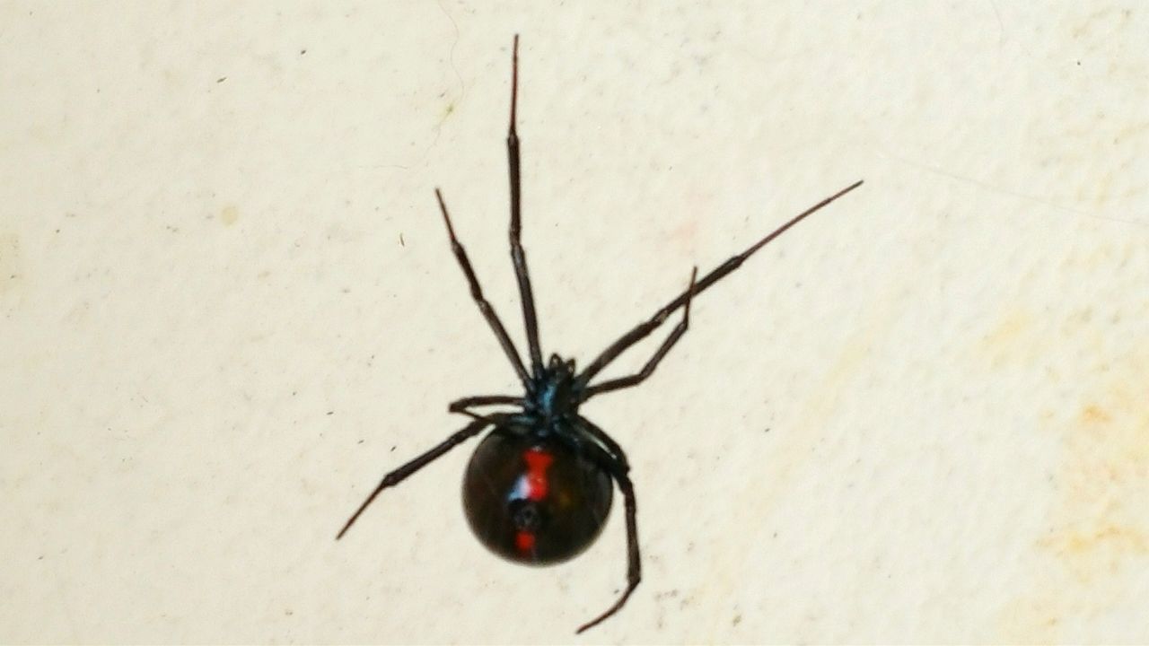 insect, one animal, animal themes, close-up, wall - building feature, animals in the wild, wildlife, indoors, red, spider, no people, high angle view, wall, day, table, nature, single object, studio shot, arthropod