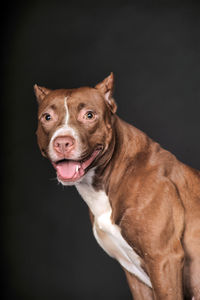 Portrait of dog against black background