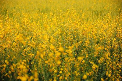 Scenic view of oilseed rape field