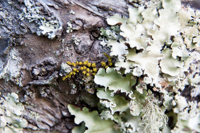 Close-up of lichen growing on tree trunk