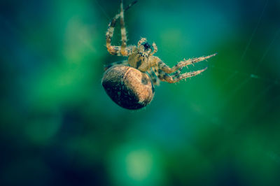 Close-up of spider