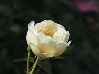 Close-up of white rose