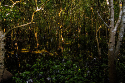 Scenic view of lake in forest