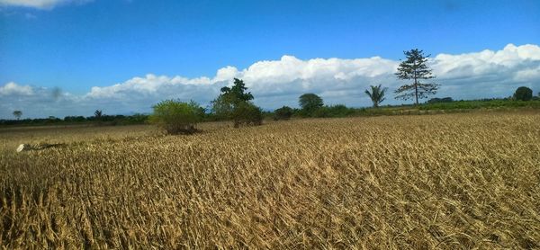 Scenic view of agricultural field against sky