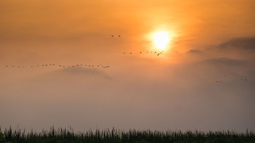 Silhouette birds flying against sky during sunset